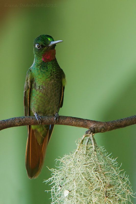 колибри, птицы, бразилия, clytolaema rubricauda Brazilian Rubyphoto preview