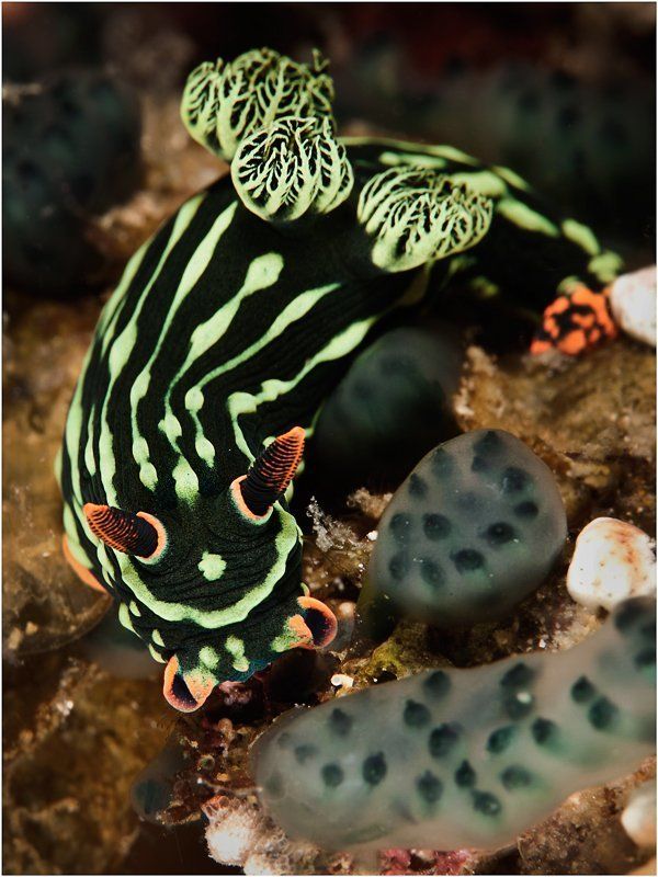 голожаберный моллюск, филиппины, макро, дайвинг Голожаберники о-ва Негросphoto preview