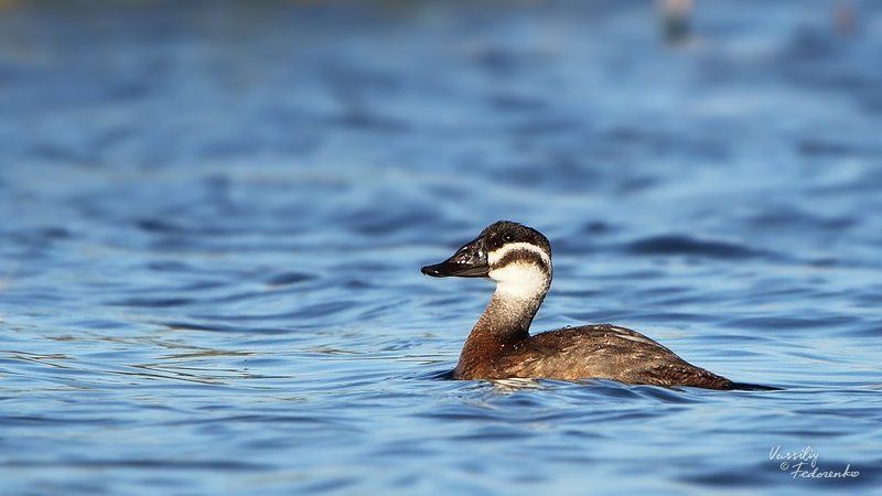савка, утки, птицы, oxyura, leucocephala Савкиphoto preview