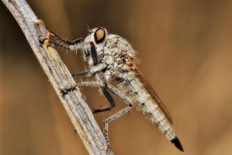 nikon, d7000, dragonfly, macro, close-up, nature, insect, odonata, стрекоза, макро, природа, насекомое Злобный мухphoto preview