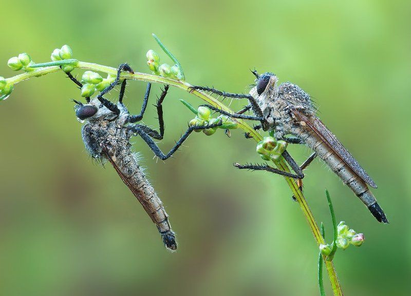 двуспальная кроватьphoto preview