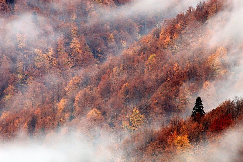 Осеньphoto preview