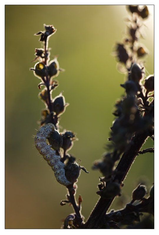 гусеница, солнце, свет, вечер, закат Ужинphoto preview