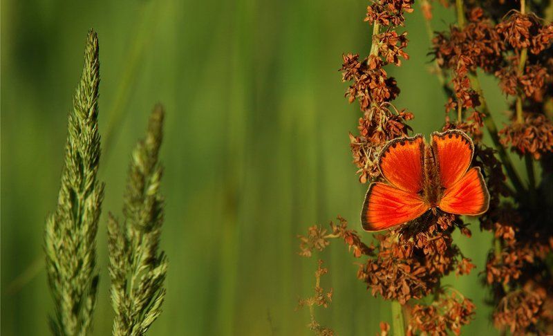 ***********photo preview