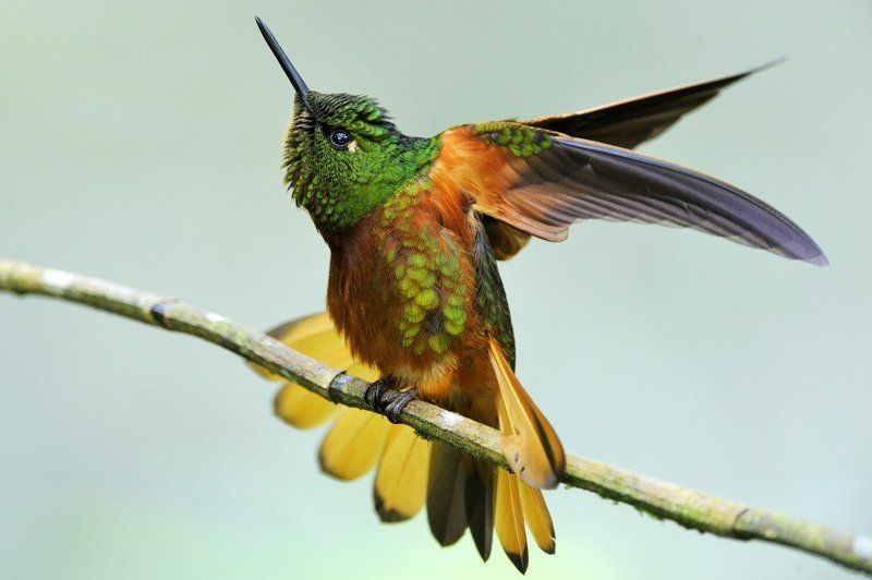 колибри, эквадор Колибри Эквадораphoto preview