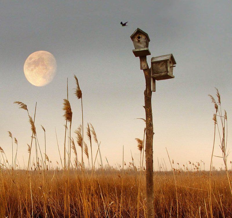 Скворечникиphoto preview