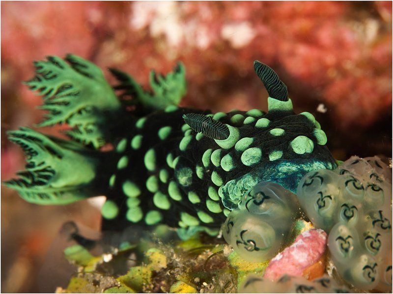 голожаберный моллюск, филиппины, макро, дайвинг Голожаберники о-ва Негрос. Часть2photo preview