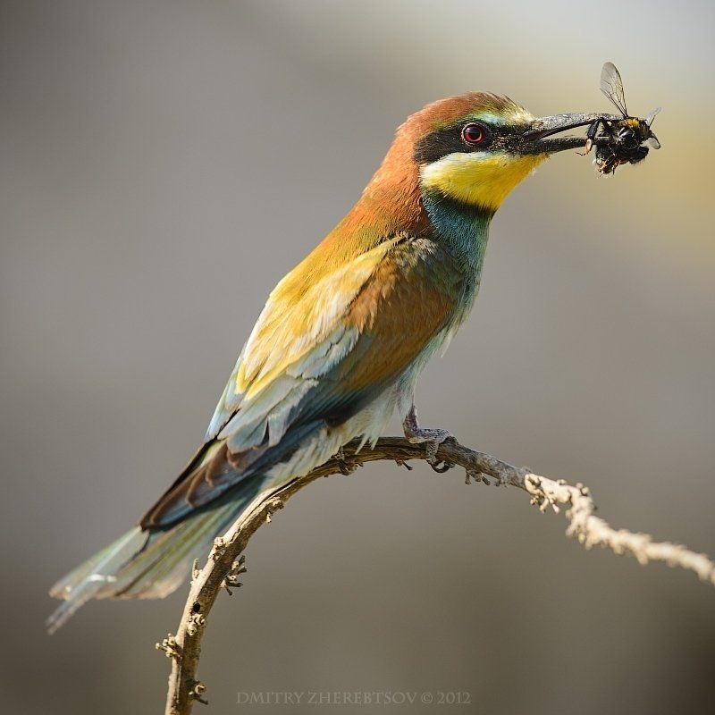 Щуркаphoto preview