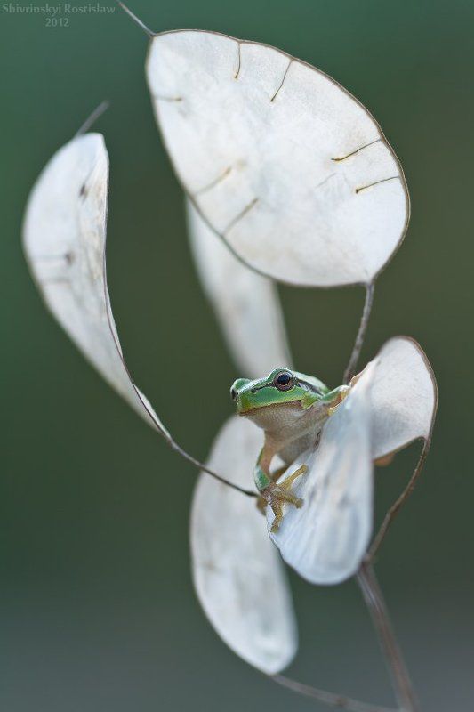 ростислав, макро, 100мм Квакушаphoto preview