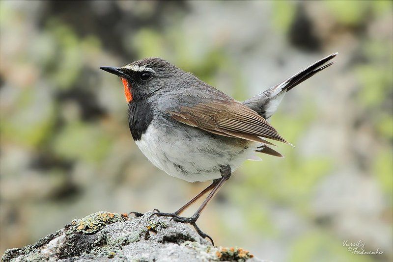 птицы, черногрудая, красношейка, соловей, luscinia, pectoralis Голос арчевниковphoto preview