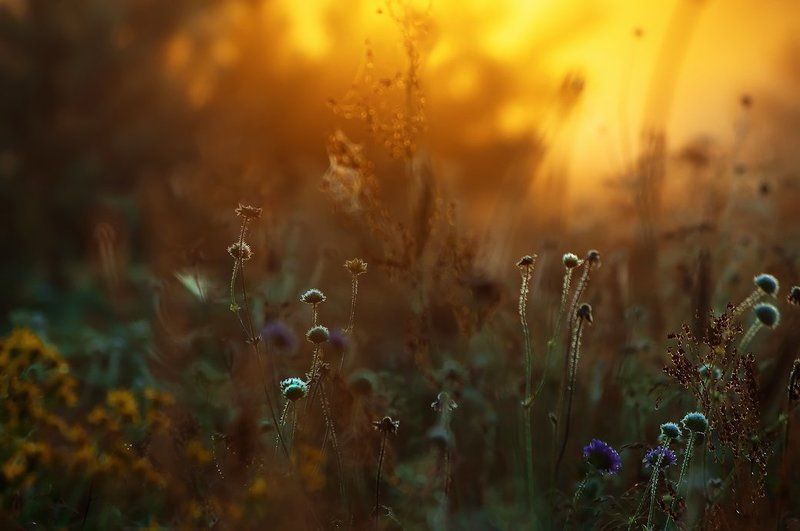 Начало дняphoto preview