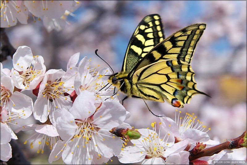 бабочка, макро, весна Гармонияphoto preview