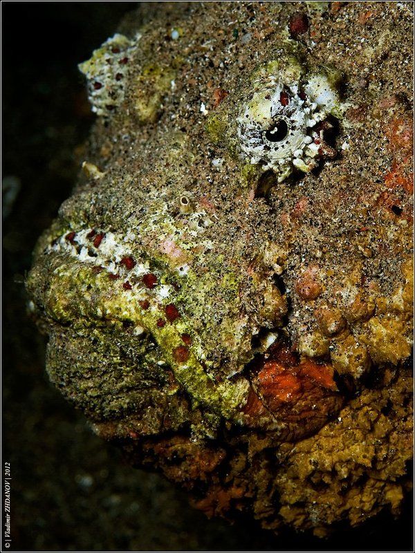 бородавчатка, , , камень, , , самая, , , ядовитая, , , рыба, , , в, , , мире, , , токсин, , , красное, , , море, , , египет, , , дахаб WANTEDphoto preview