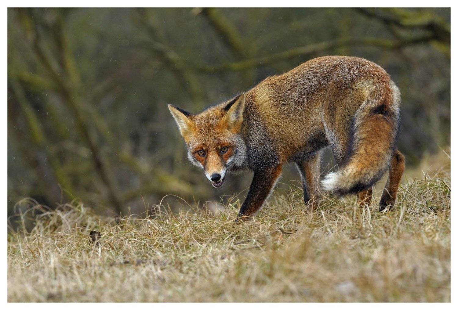 Лисица чует сыр.... Автор: Наталья Паклина лиса , vulpes vulpes , дюны , нидерланды, Наталья Паклина