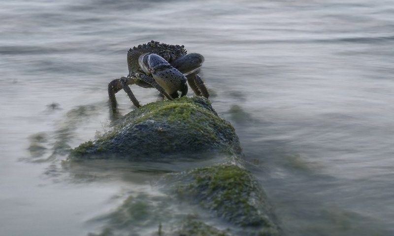 море , краб КОРОЛЬ ГОРЫphoto preview