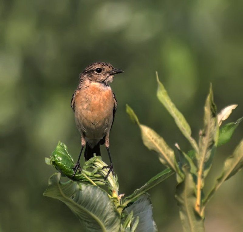 птица,луговой чекан,самка Луговой чекан. (Самка)photo preview