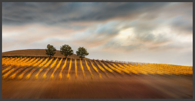тоскана, пейзаж, виноградник Тосканские зарисовкиphoto preview