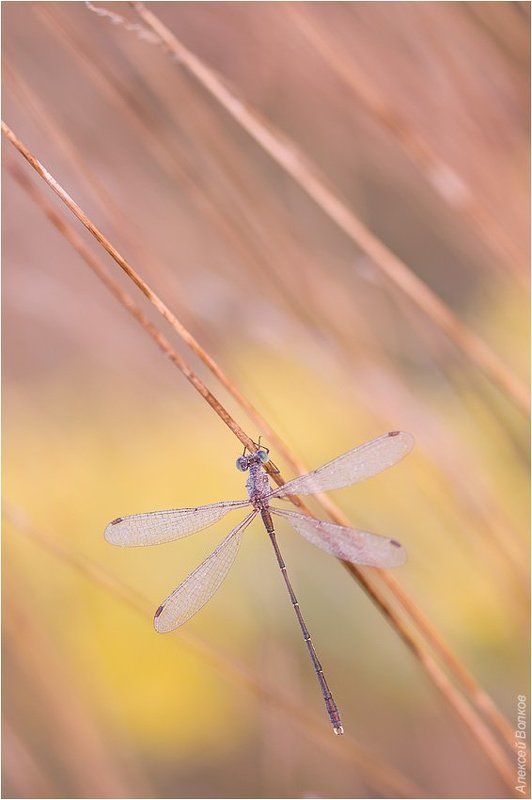 стрекоза, утро Ещё одно карамельное утроphoto preview