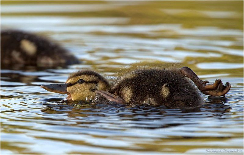 кряква, птенец - Ма-ма-аа! Я плавать не умею!!!photo preview
