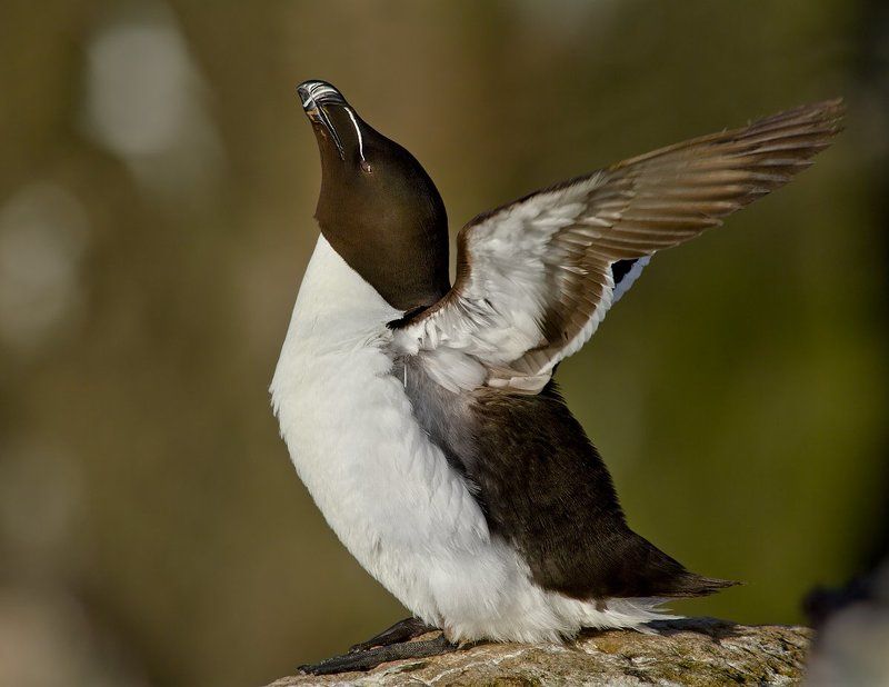 гагарка физкультурникphoto preview