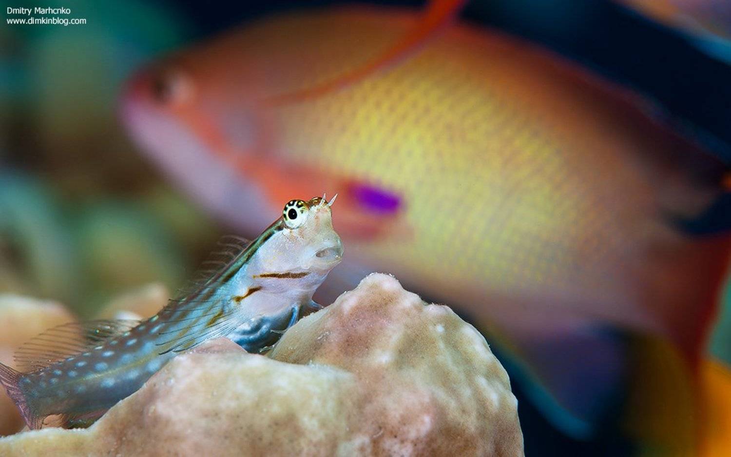 Лилипут в стране гулливеров. Автор: Дмитрий подводное фото, собачка,blenny, unterwater, Дмитрий
