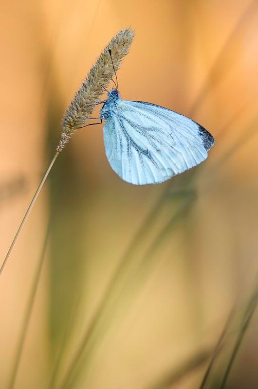 утренние бабочки...photo preview