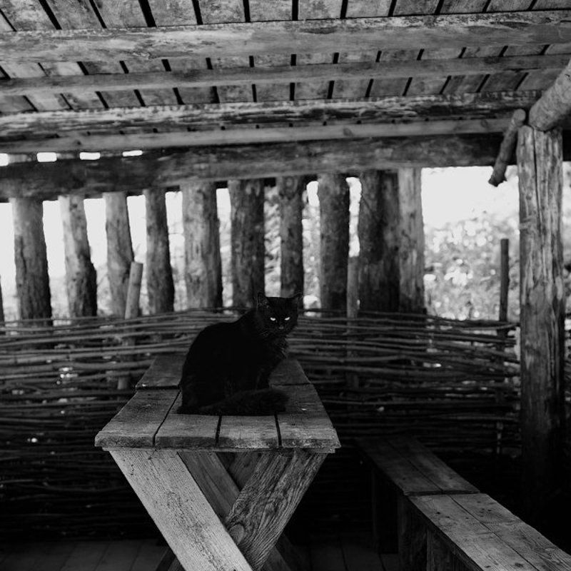 Кушать подано..photo preview