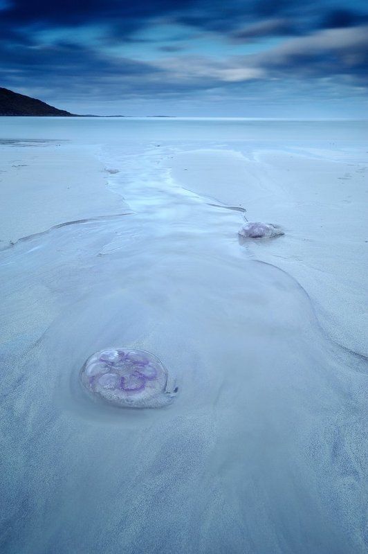 Paradise to jellyfishphoto preview