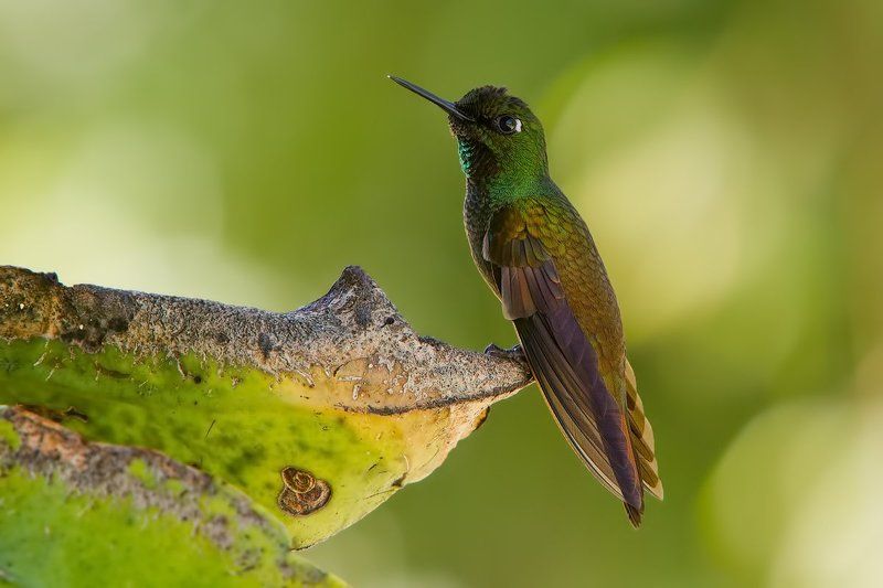 clytolaema rubricauda, колибри, бразилия На носу у крокодилаphoto preview