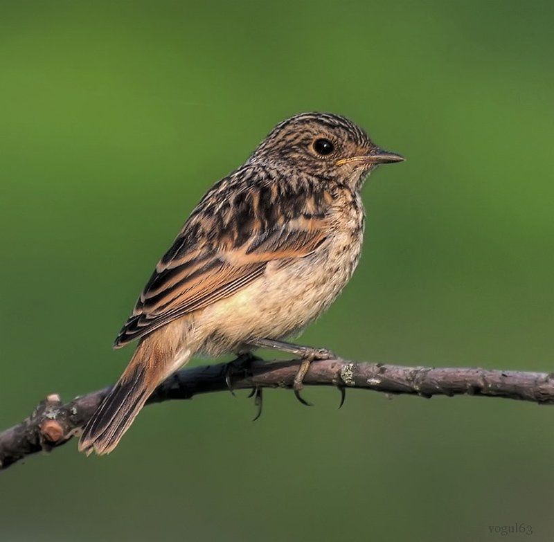 птица, птенец, черноголовый чекан Слёток черноголового чекана.photo preview