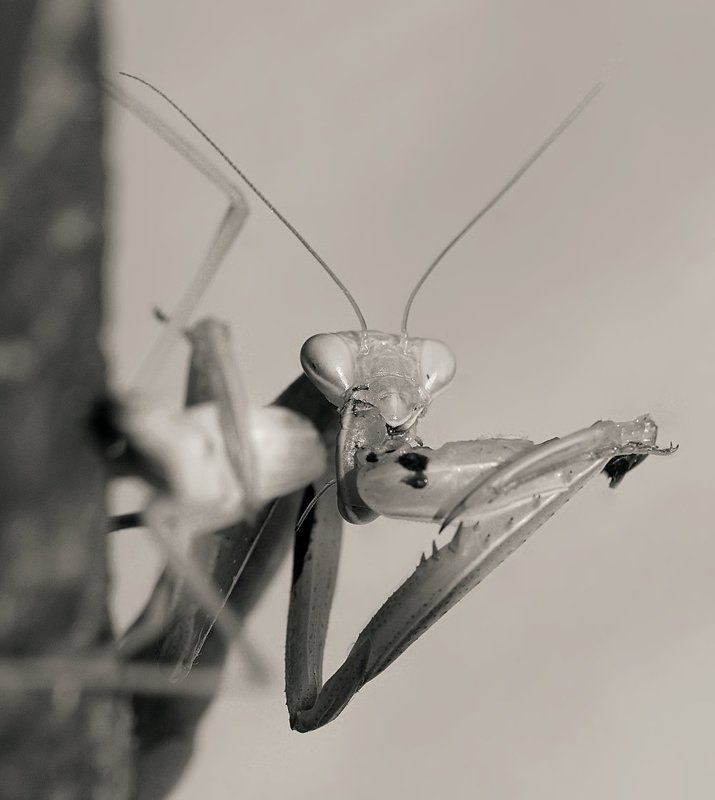 богомол, охота, каннибализм, любовь, секс, страсть, обед, гурман, деликатес Сладкий мой 2photo preview