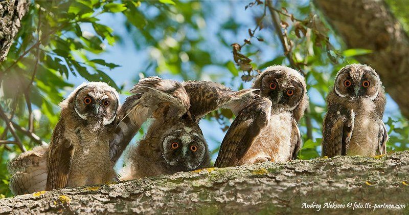 совята, ушастая сова Посиделкиphoto preview