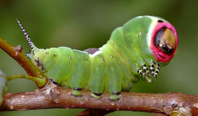 лето, веточка, гарпия Далеко ли эти ножки уведут его фото превью