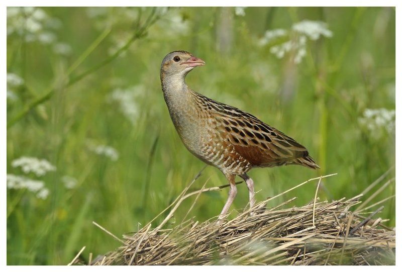 коростель, дергач, crex crex, россия Кто нам спать не дает по ночамphoto preview