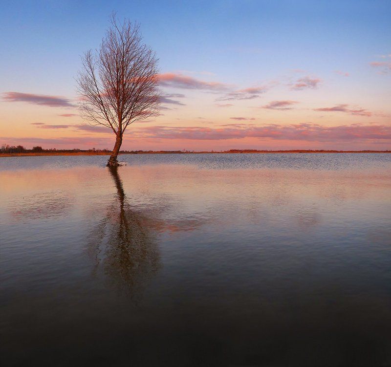 дерево, вода, вечер, отражение Оставленный для жизни. фото превью