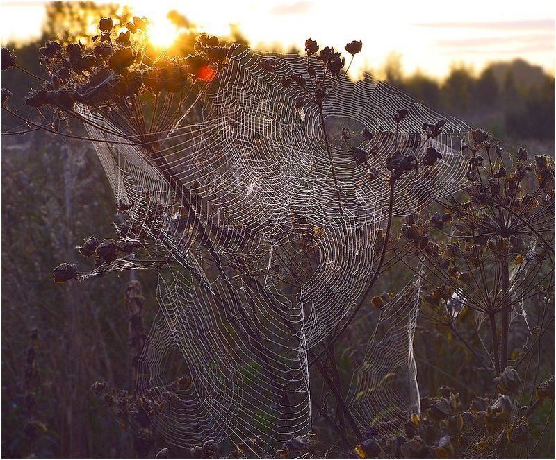 сеть для осени...photo preview