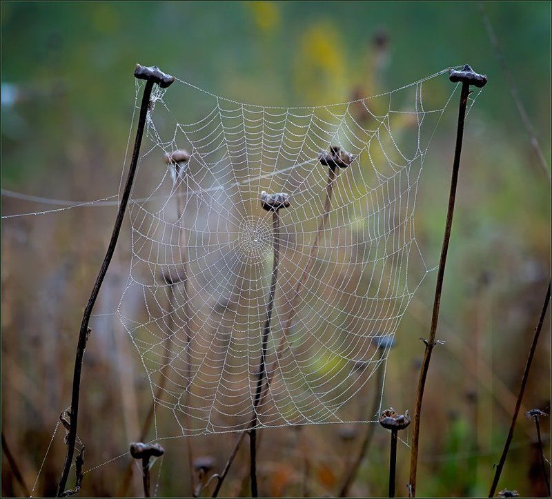 Сетка.photo preview