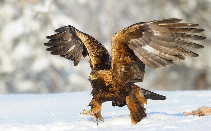 широким шагомphoto preview