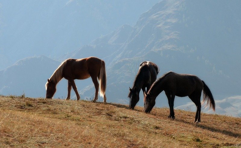 алтай, горы, лошади. У синих гор.photo preview