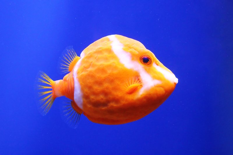 рыба, рыбка, рыбы, рыбки, вода, плавники, fishes, underwater, fins, swim Свинку Пеппу не видели?...photo preview