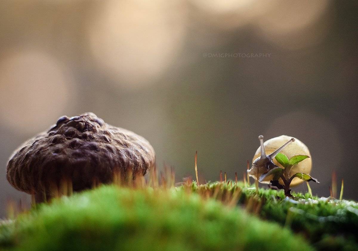 Прогулка в осенний день. Автор: Дмитрий Гусалов макро, гелиос44_2, природа, жизнь, макромир, улитка, солнце, жёлудь, закат, мох, , Дмитрий Гусалов