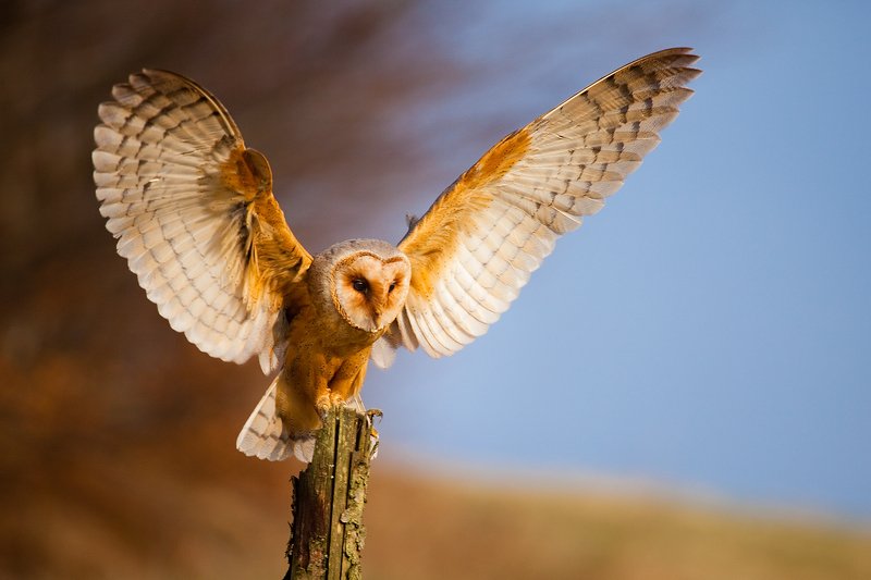 Сипухаphoto preview