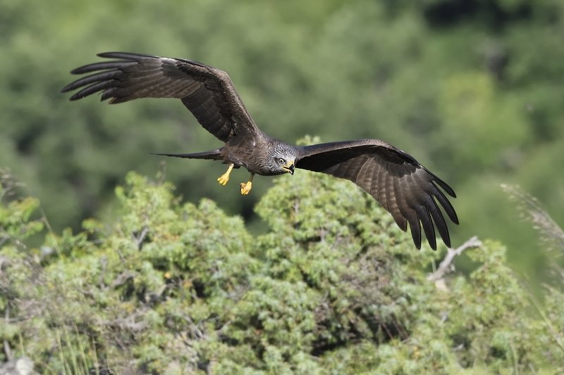 птицы birds Milvus migransphoto preview