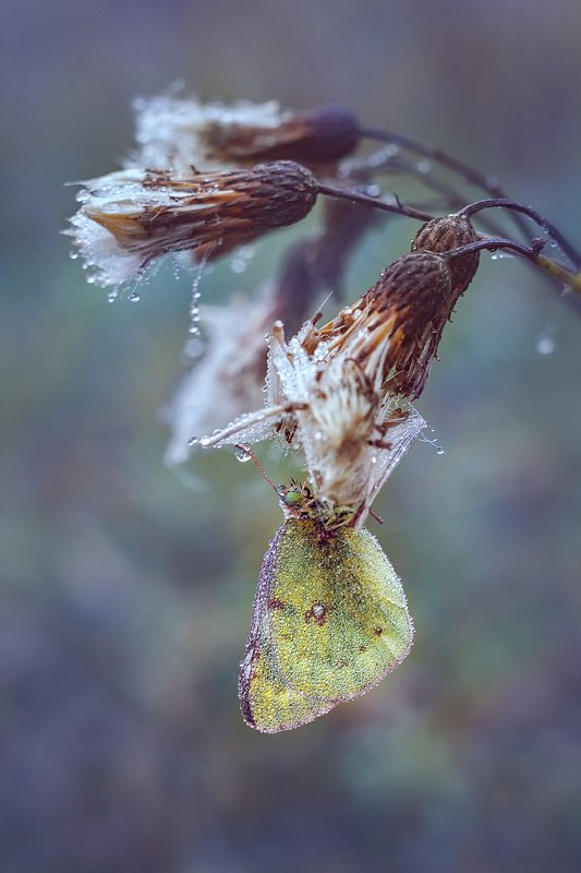 helios-44m-6, manual lens, мануальная оптика, beautiful, красивый, moment, момент, nature, природа, wildlife, живая, осенний, autumn, осень, butterfly, бабочка, droplets, капельки, fog, туман, В плену осеннего тумана…photo preview