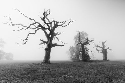 Old oaks in Rogalin on a foggy morning.