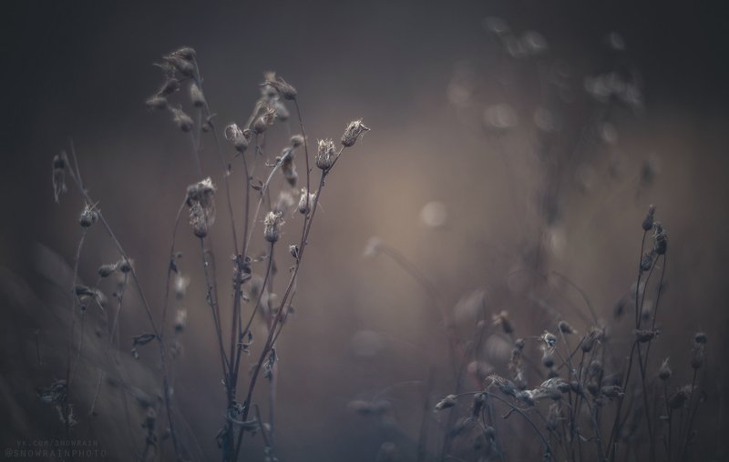 природа, путешествия, travel, wildlife, nature, landscape, canon, colours, helios40 Поздняя-поздняя осеньphoto preview