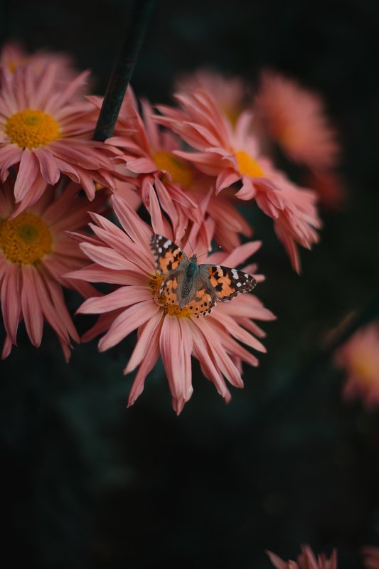 Бал хризантем. Никитский ботанический сад.photo preview