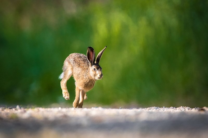 Про зайца.photo preview