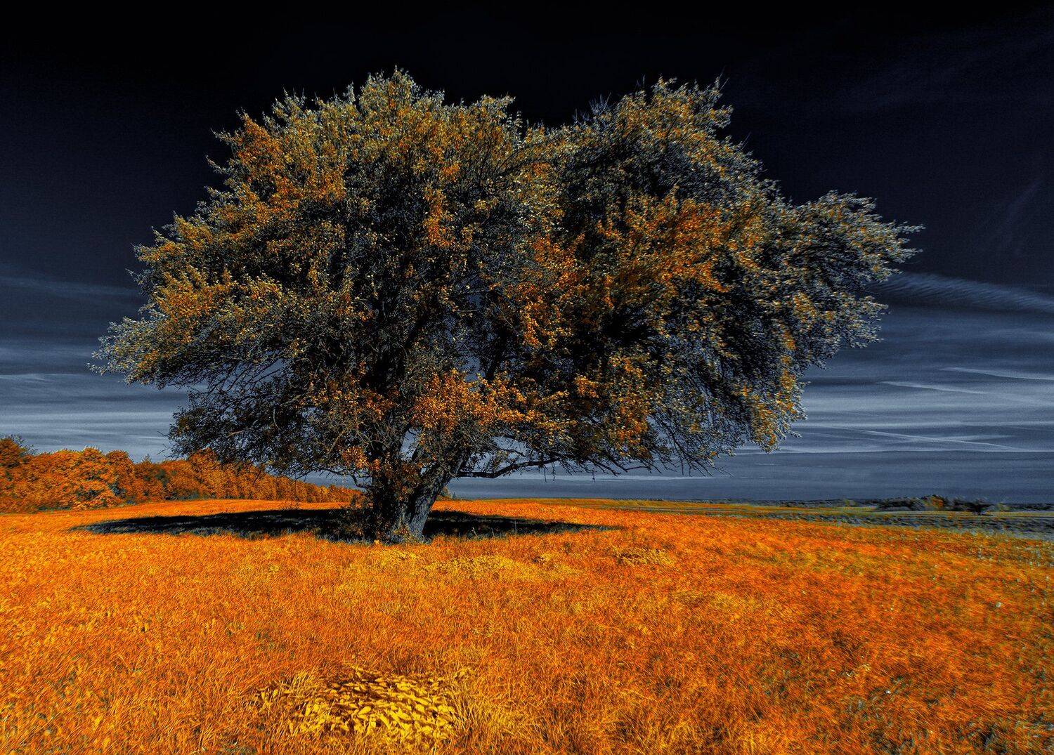 С теплой тенью осени 2. Инфракрасная фотография.. Автор: Sixten ( Сергей ) infrared,ик-фото,инфракрасное фото, инфракрасная фотография, пейзаж, осень, Sixten ( Сергей )