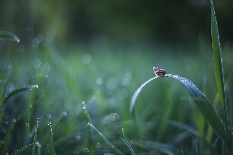 Улитка не медленная ,она просто ценит жизньphoto preview